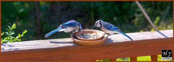 Blue Jays ---Click on image for enlargement---