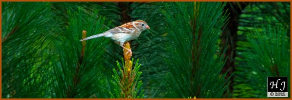 Field Sparrow ---Click image for enlargement---