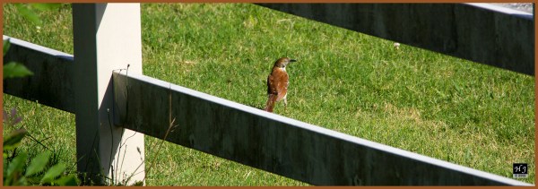 Brown Thrasher ---Click image for enlargement---