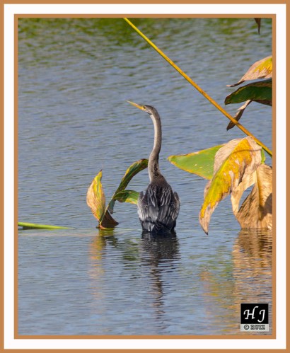 Anhinga -- ANHINGA ANHINGA