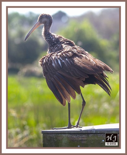 Limpkin --ARAMUS GUARAUNA