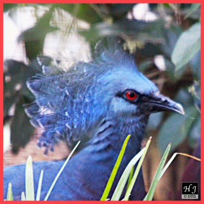 Victoria Crowned Pigeon