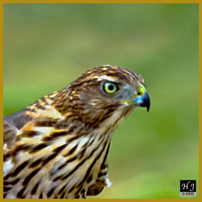 Cooper's Hawk