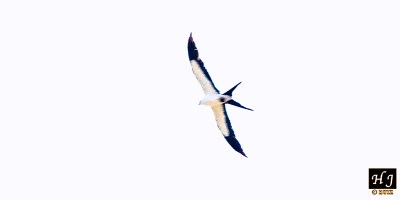 Swallow-tailed Kite