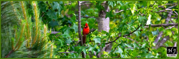 Northern Cardinal (M) ---Click on image to enlarge---
