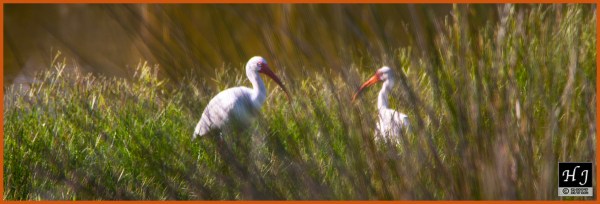 American Ibis ---Click image for enlargement---