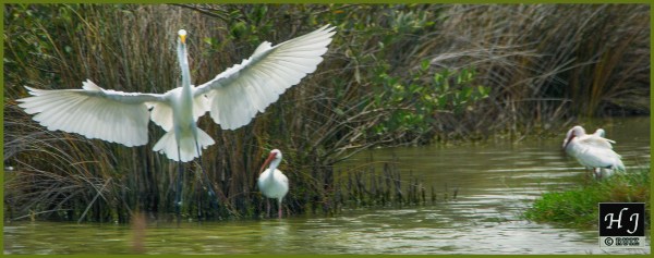 Great Egret and company ---Click on image for enlargement---