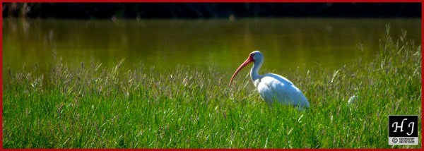 American Ibis ---Click image for enlargement---