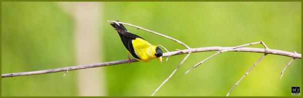 American Goldfinch (M) ---Click image for enlargement---