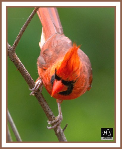 Northern Cardinal (M) --CARDINALIS CARDINALIS--