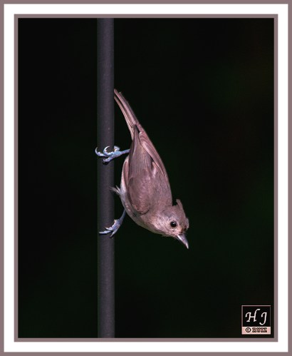 Tufted Titmouse --BAELOPHUS BICOLOR