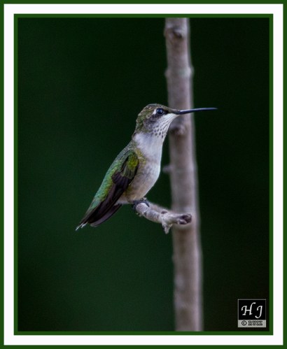 Ruby-throated Hummingbird