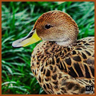 Chilean Pintail