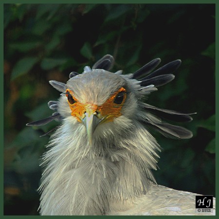 Secretary Bird