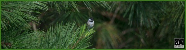 Carolina Chickadee ---Click image for enlargement---