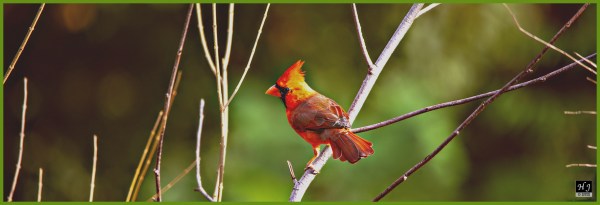 Northern Cardinal (M) ---Click image to enlarge---