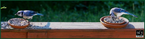 Blue Jays ---Click image for enlargement---