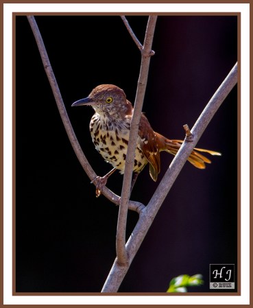 Brown Thrasher ---TOXOSTOMA RUFUS ---