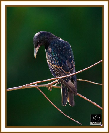 European Starling --STURNUS VULGARIS