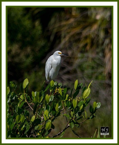 Snowy Egret -EGRETTA THULA