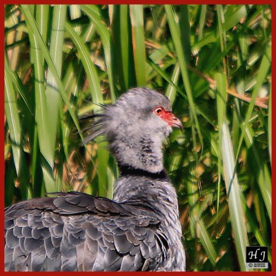 Crested Screamer