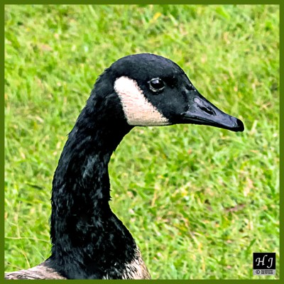 Canada Goose