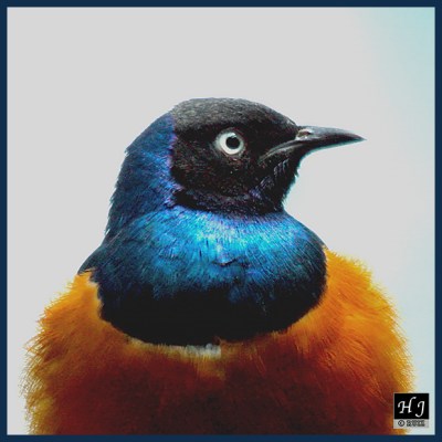 Superb Starling
