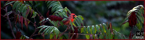 Northern Cardinal (M) ---Click image to see enlargement---