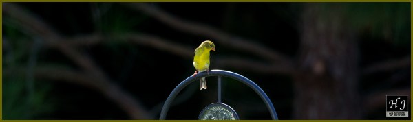 American Goldfinch (F) ---Click image for enlargement---
