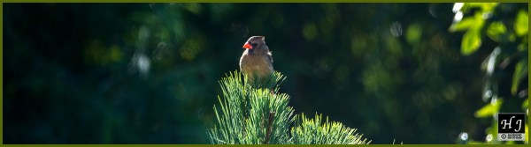 Northern Cardinal (F) ---Click image for enlargement---