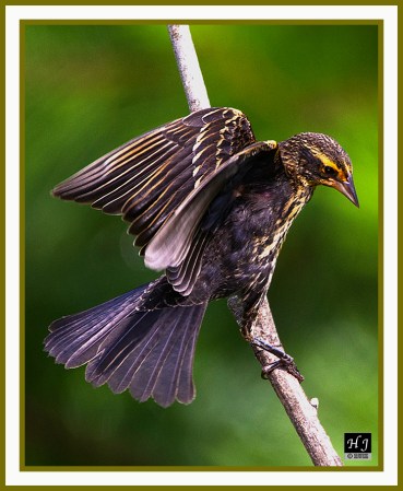 Red-winged Blackbird (F) --AGELAIUS PHOENICEUS