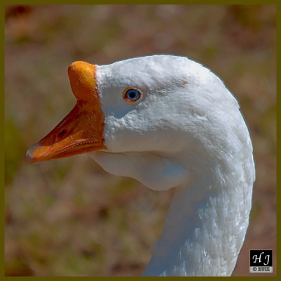 Domestic Goose (M)