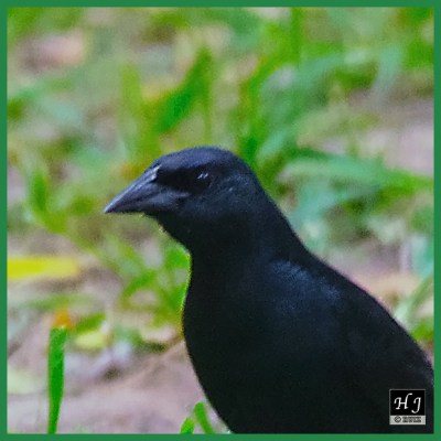 Scrub Blackbird