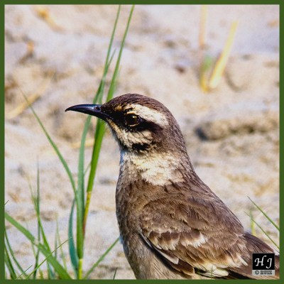 Long-tailed Mockingbird