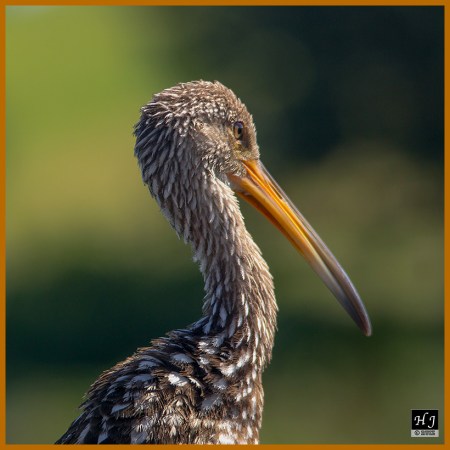 Limpkin 