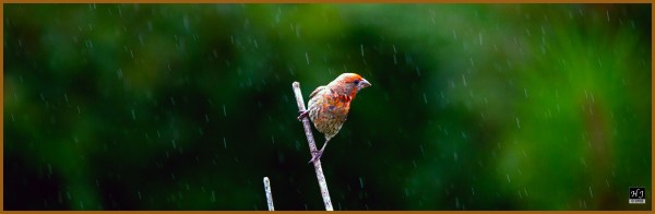 House Finch (M) ---Click image to enlarge---