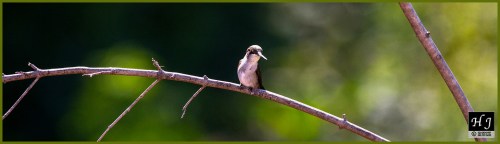 Ruby-throated Hummingbird ---Click image for enlargement---