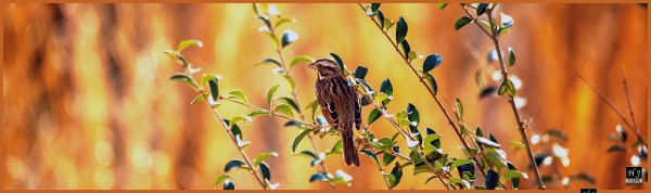 Chipping Sparrow ---Click image for enlargement---