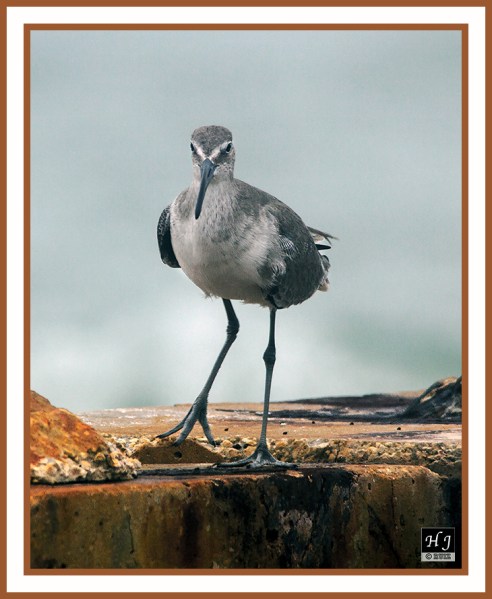 Willet - TRINGA SEMIPALMATA