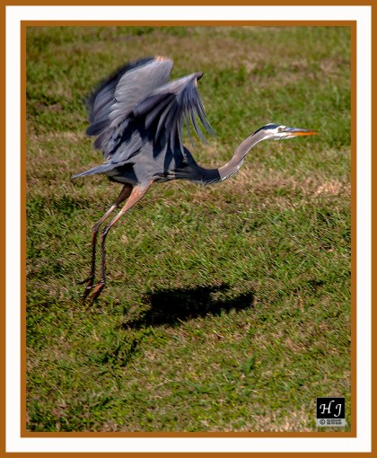 Great Blue Heron -- ARDEA HERODIAS