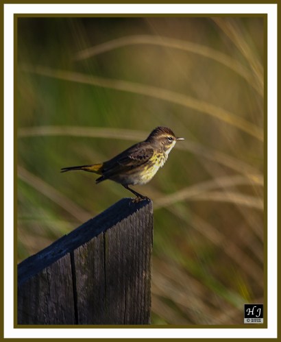 Palm Warbler --DENDROICA PALMARUM