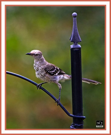 Northern Mockingbird (J) -MIMUS POLYGLOTTOS