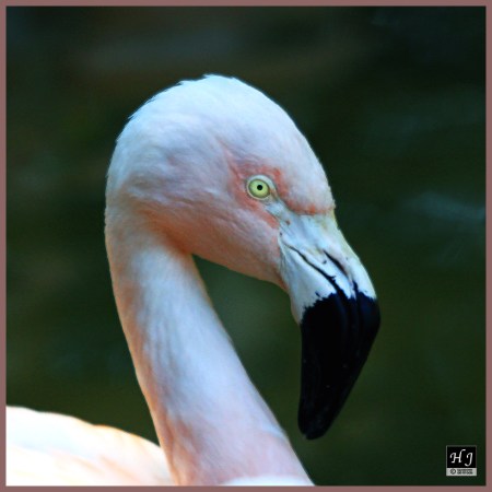 Chilean Flamingo