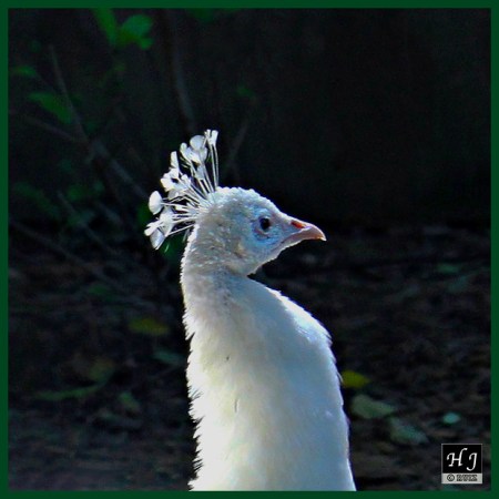 Leucistic Indian Peacock