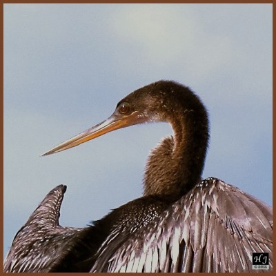 Anhinga