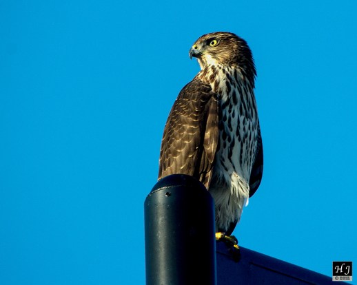 Cooper's Hawk
