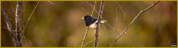 Dark-eyed Junco ---Click image for enlargement---