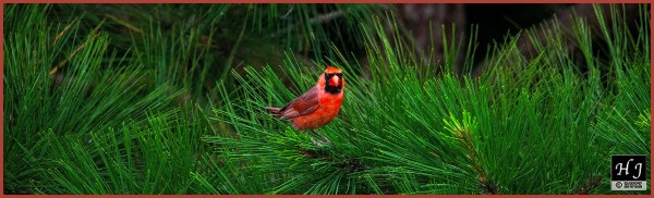 Northern Cardinal (M) ---Click image for enlargement---