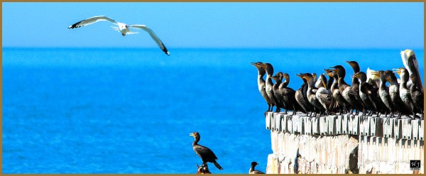 Cormorants Gathering ---Click image for enlargement---