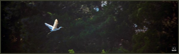 Snowy Egret ---Click image for enlargement---